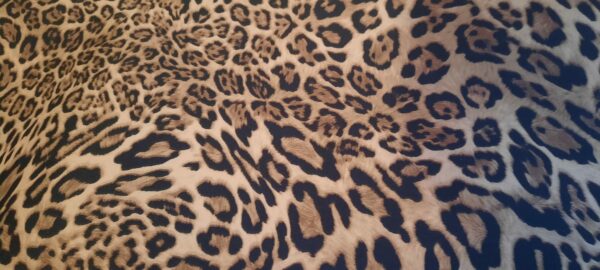 Patella Coimbra tessuto maculato leopardo